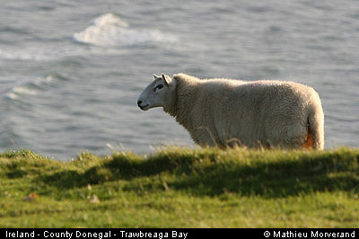 trawbreagabay04