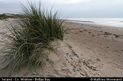 brittasbay03