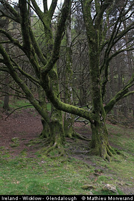 glendalough_park02