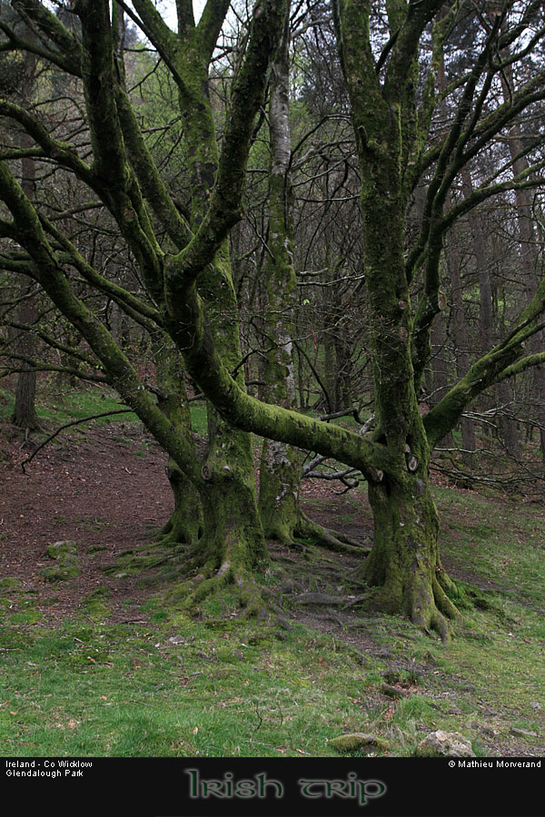glendalough_park02