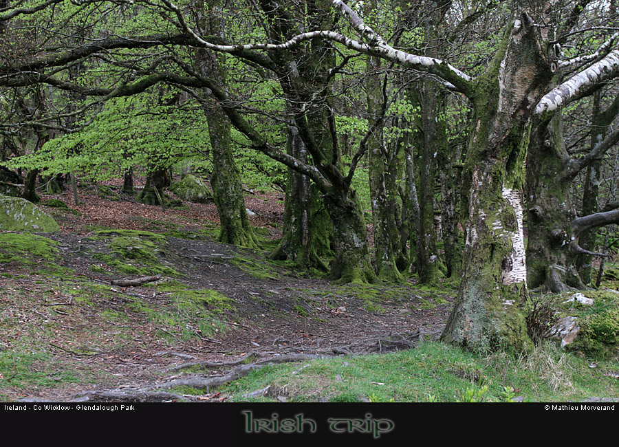 glendalough_park03