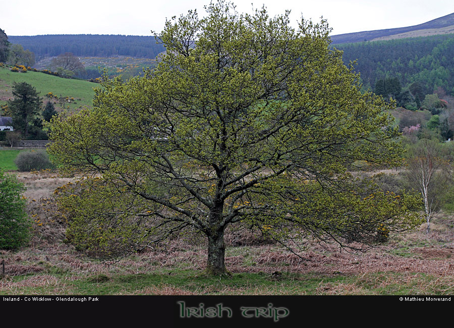 glendalough_park05