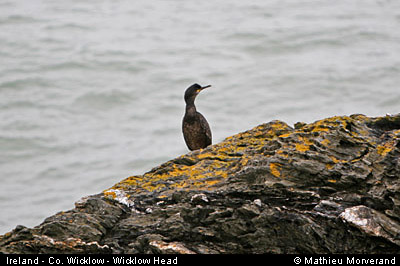 wicklow_head_birds1