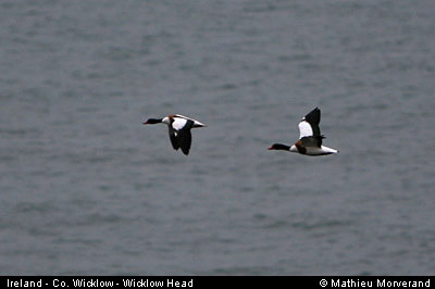 wicklow_head_birds2