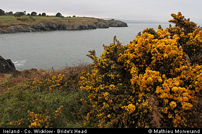 wicklow_head_coast01