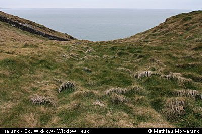 wicklow_head_coast13