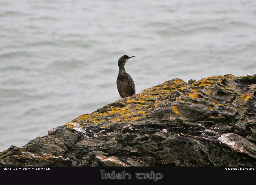 wicklow_head_birds1