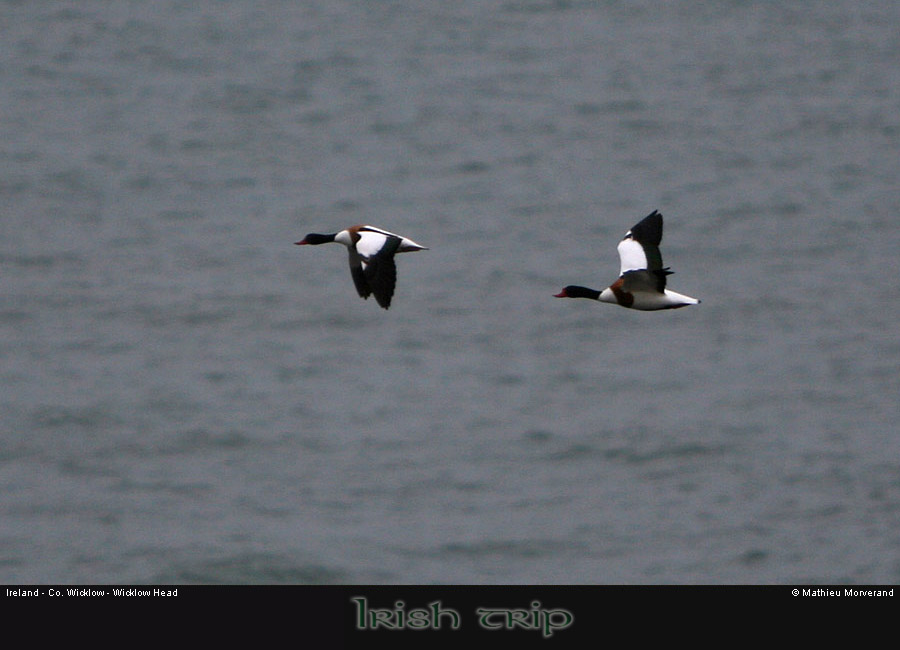 wicklow_head_birds2