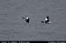 wicklow_head_birds2