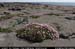 aranblindsoundbftcflowers01