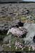 aranblindsoundbftcflowers03