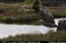 aranbarfeentaloughswan1