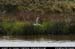aranbarfeentaloughswan2