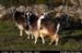 aranoghillgoats2