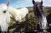 aranoghillhorses1