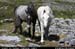 aranoghillhorses3