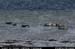 aranportchowrughsealcolony02