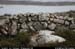 rossaveelhillstonewalls10