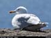 sleahead_11