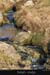 achillhead_15