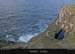 achillhead_37