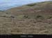 achillhead_43