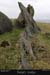 achillhead_48