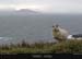 achillisland_dooaghbay_1
