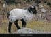 achillisland_scoast_10