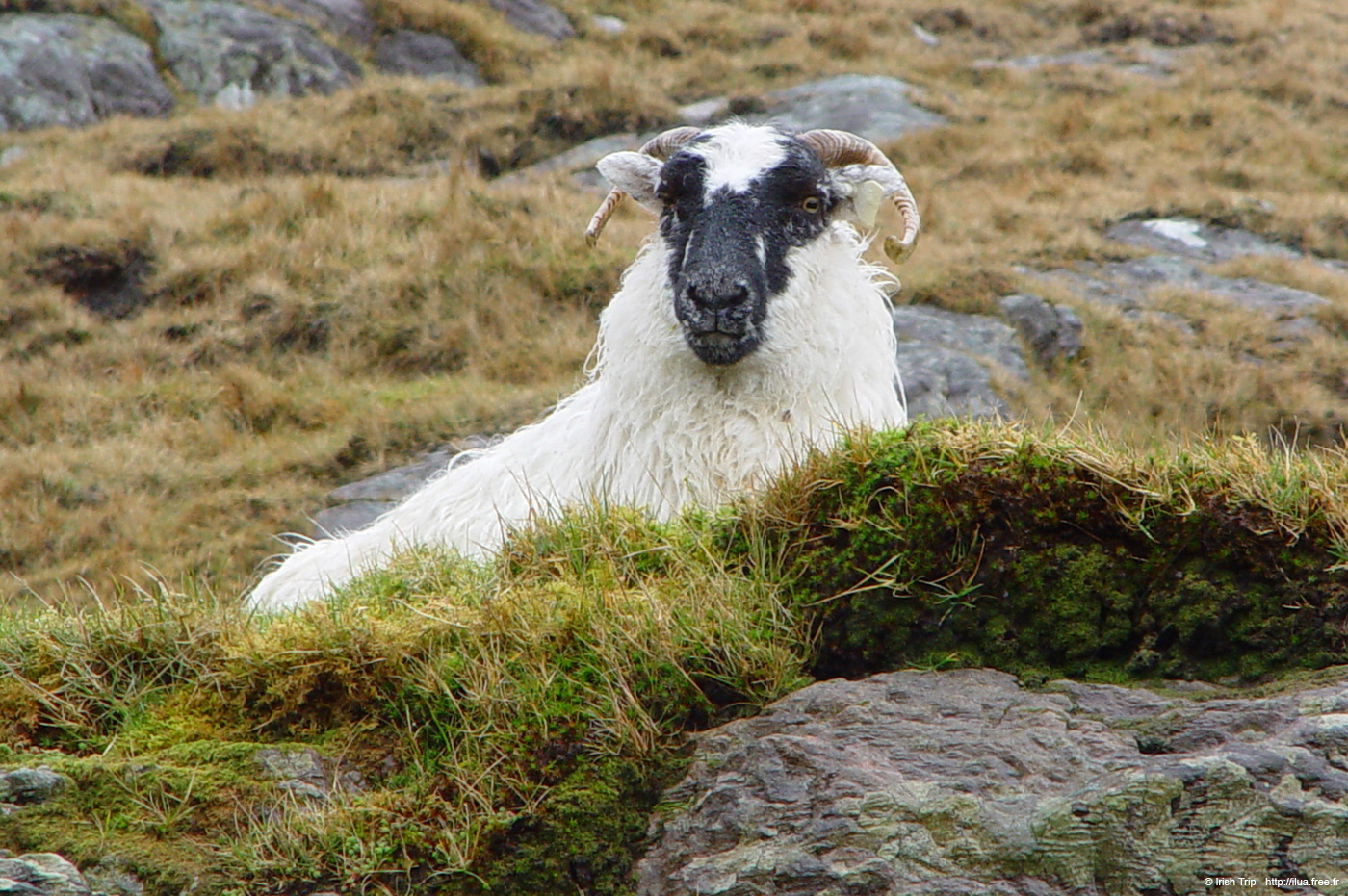 20050417_healypass_04