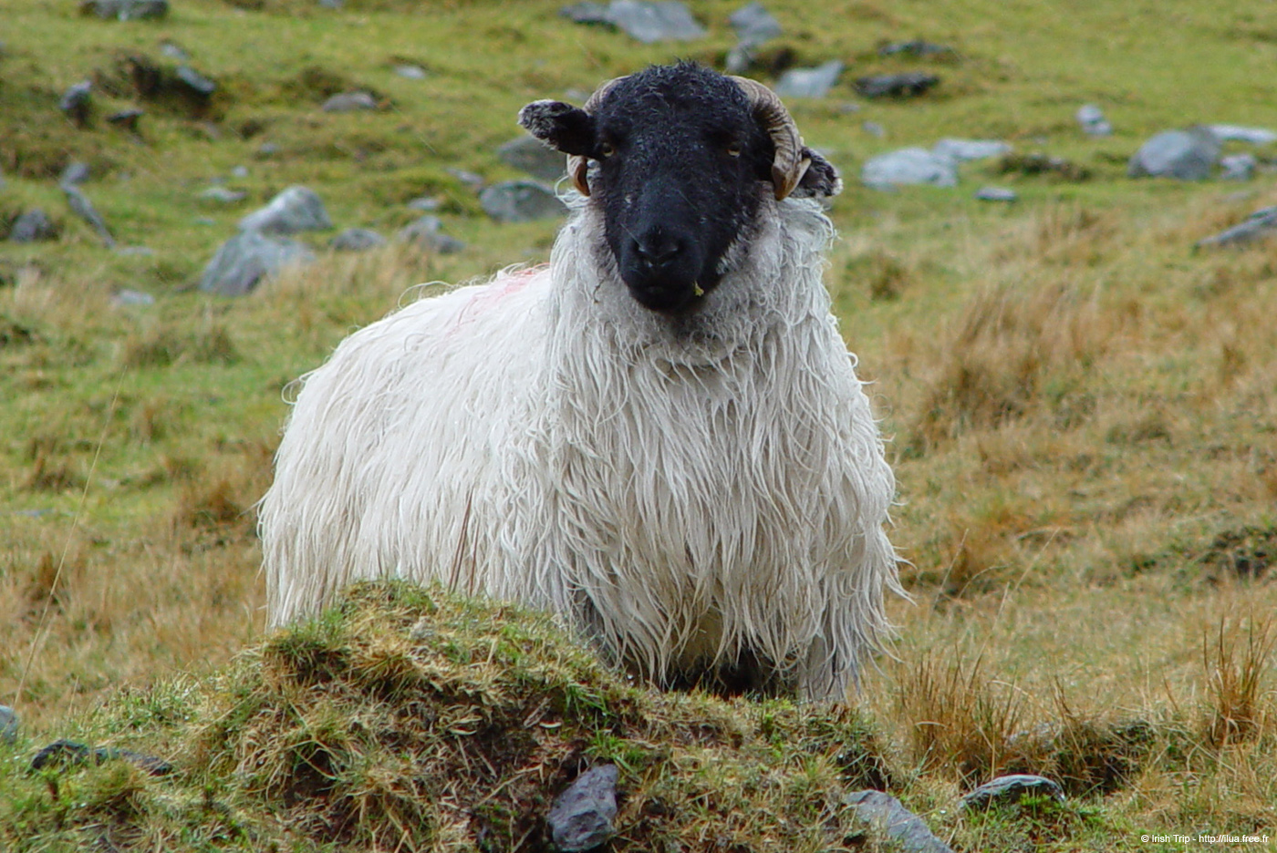 20050417_healypass_05