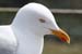 20050416_mizenhead_08
