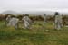 20050417_12stonecircle_01