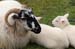 20050417_blackvalley_03