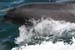 20050418_dingle_fungie_01