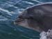 20050418_dingle_fungie_03