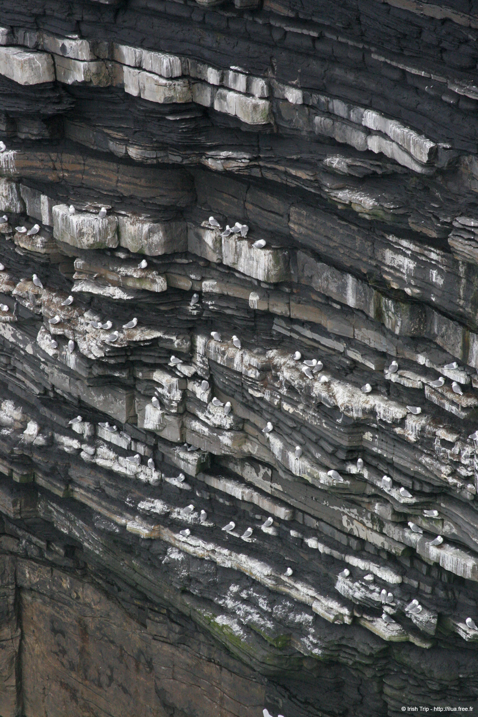 20060330_5_downpatrickhead_08