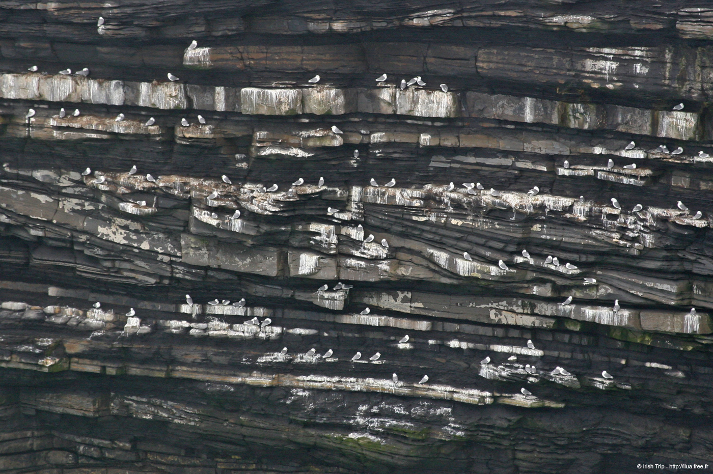 20060330_5_downpatrickhead_09