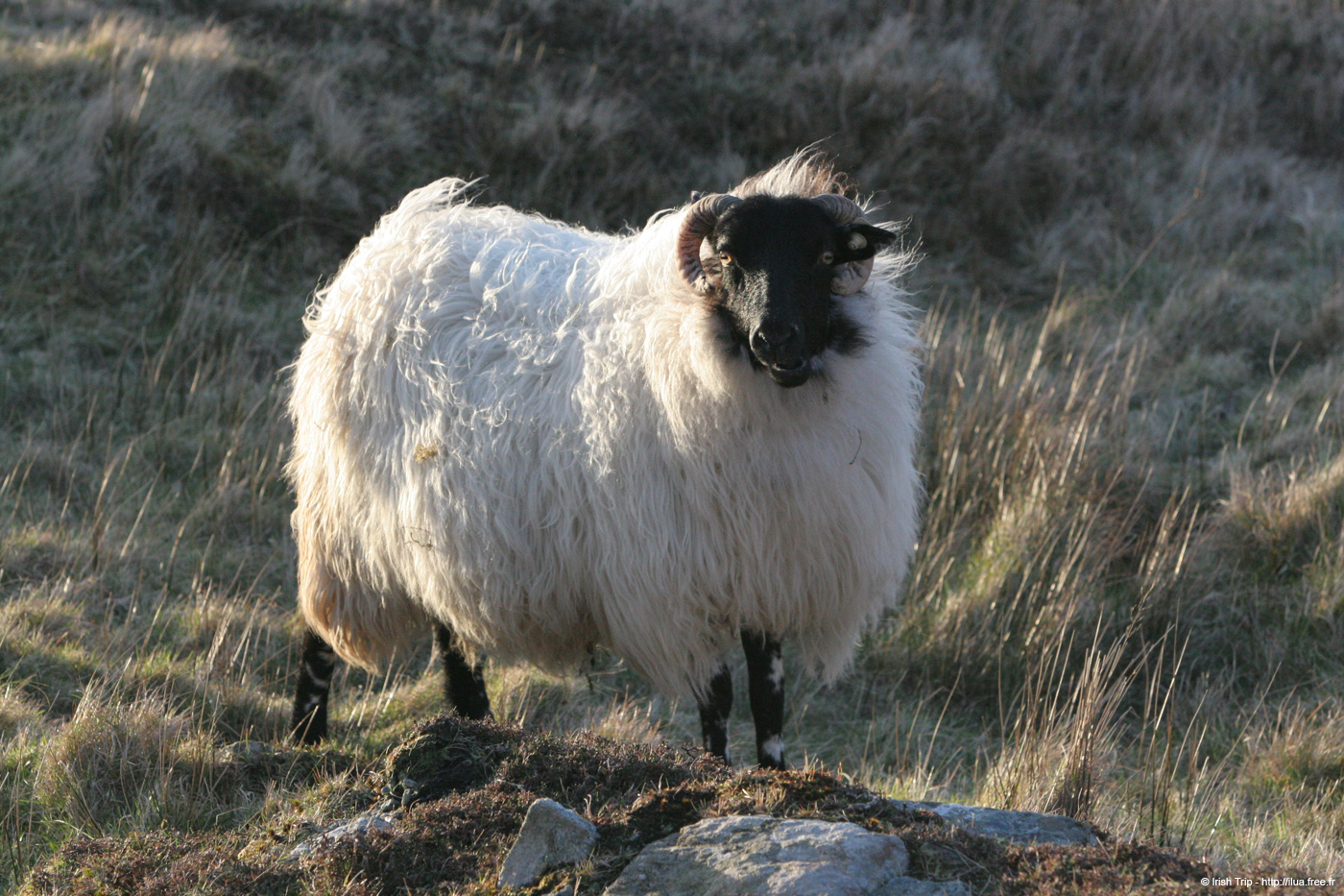 20060331_achillhead_11