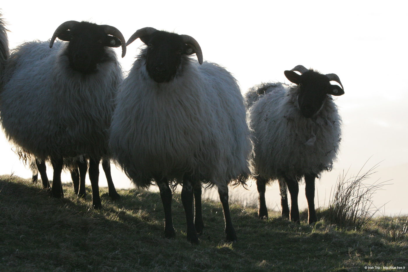 20060331_achillhead_14