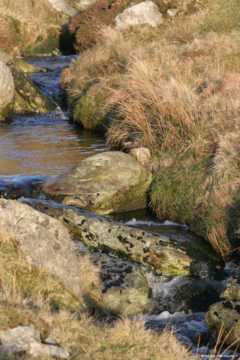 20060331_achillhead_15