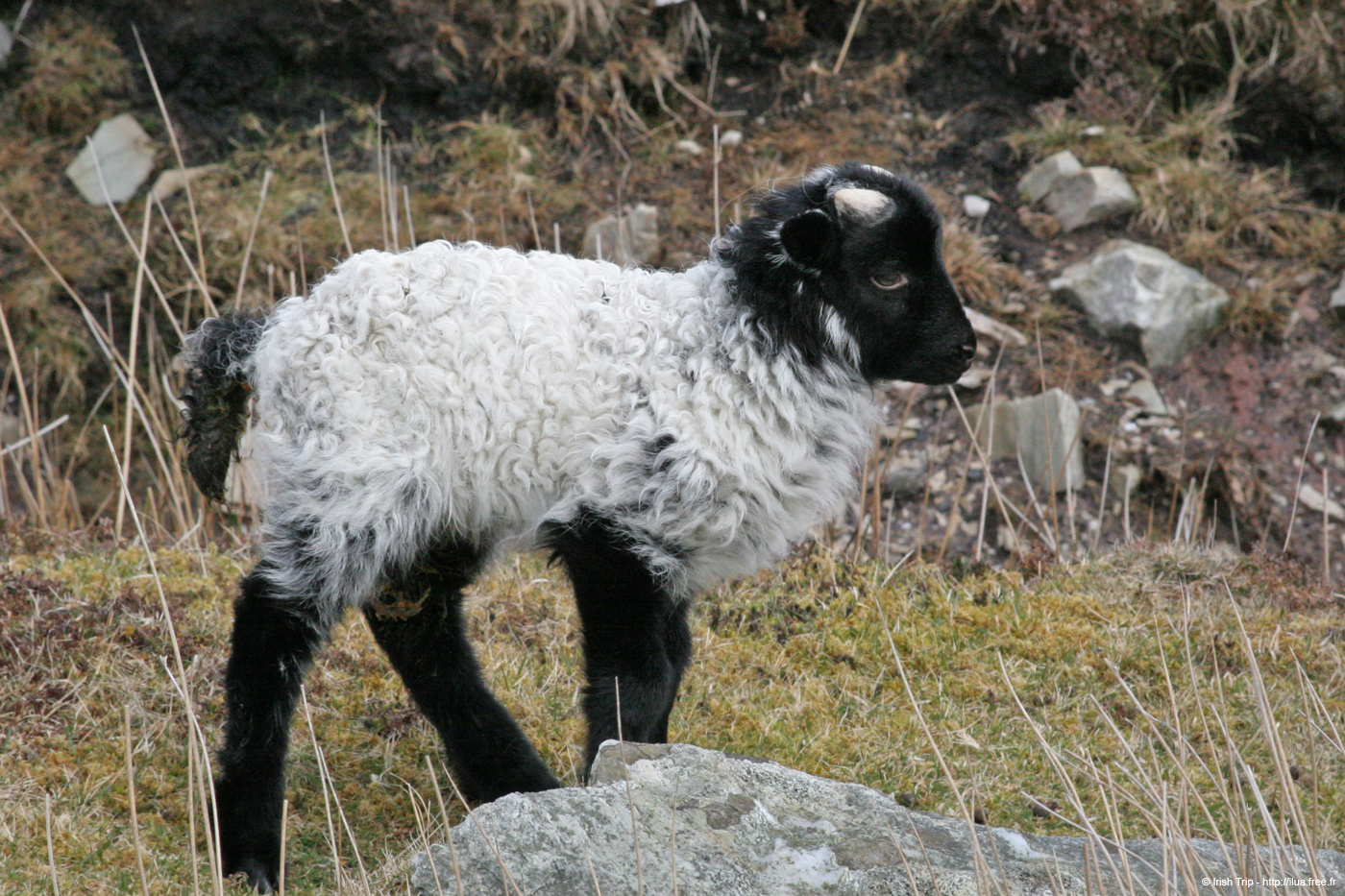 20060331_achillisland_southcoast_moutons_2