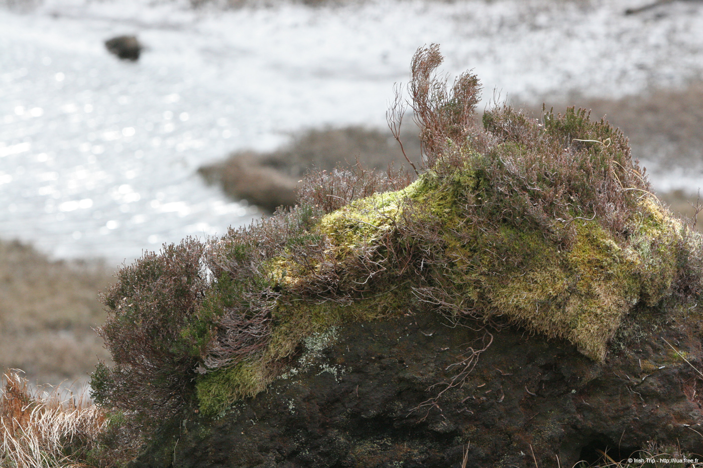 20060401_connemara_40