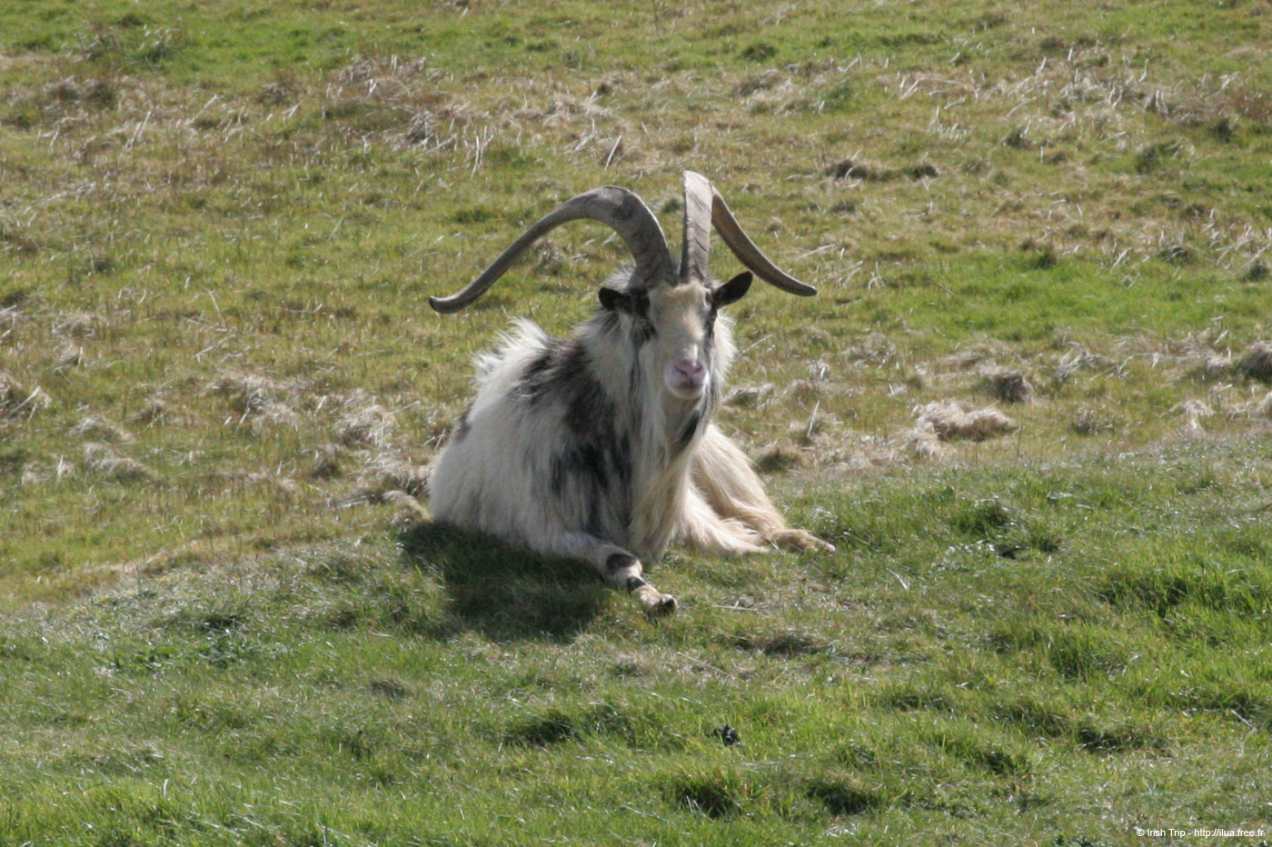 20060402_cliffsofmoher_38_chèvre