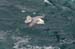 20060330_5_downpatrickhead_10