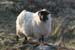 20060331_achillhead_11