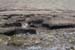 20060331_achillhead_42