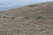 20060331_achillhead_43
