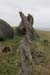 20060331_achillhead_48