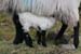 20060331_achillisland_southcoast_moutons_1